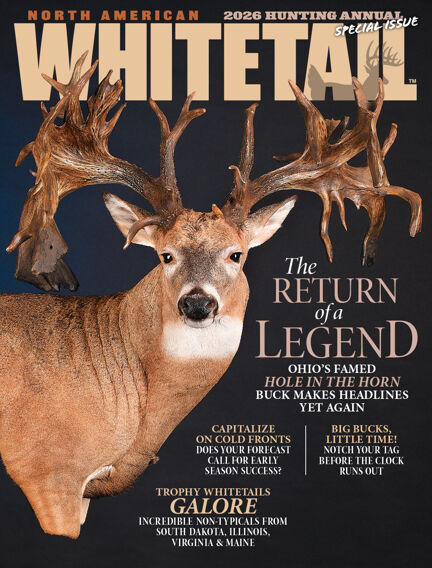 North American Whitetail