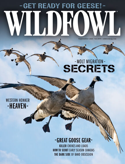 Wildfowl