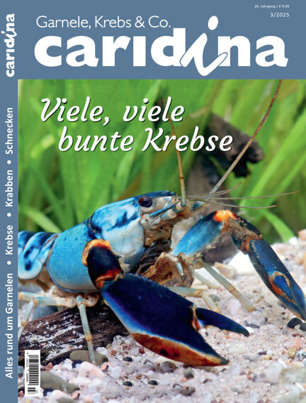 caridina