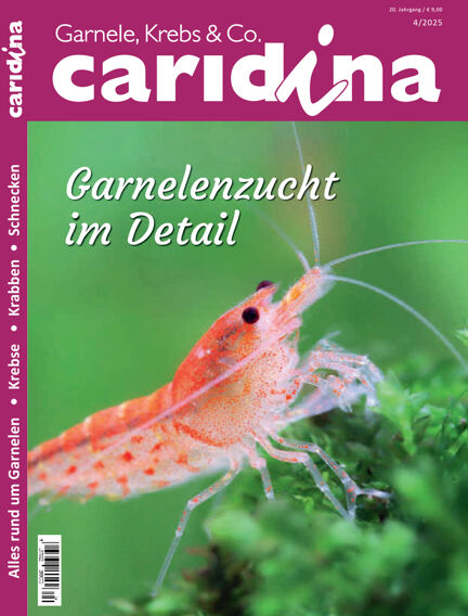 caridina
