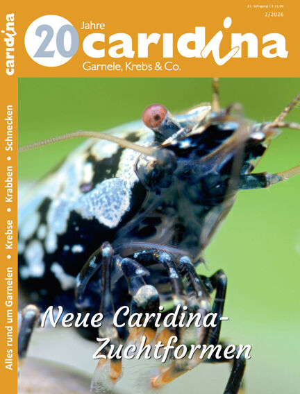 caridina