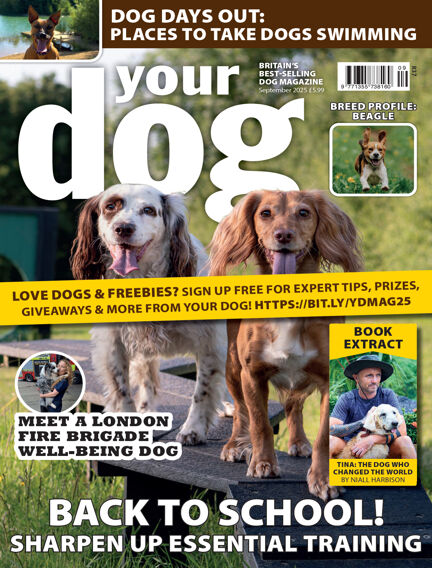 Your Dog Magazine