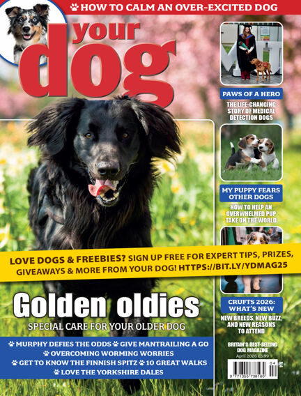 Your Dog Magazine