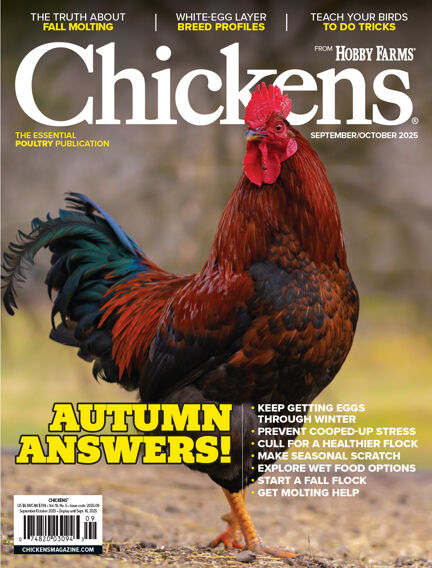 Chicken