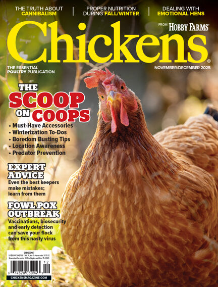 Chicken