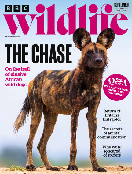 BBC Wildlife Magazine