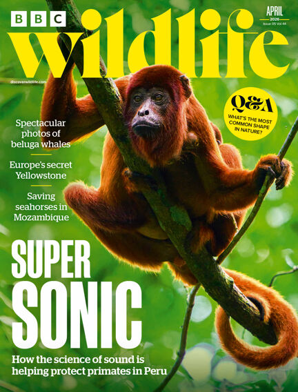 BBC Wildlife Magazine